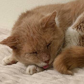 Bingo -  Domestic Short Hair Cat for Adoption in Harrisonburg, Virginia - Bingo | PetCurious