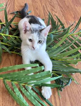 Inky -  Tabby and Domestic Short Hair Cat for Adoption in Walnut Creek, California - Inky | PetCurious