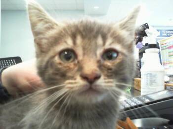 A1266484 -  Domestic Short Hair Cat for Adoption in Charlotte, North Carolina - A1266484 | PetCurious