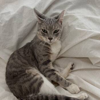 Murphy N. - So Loveable -  Domestic Short Hair Cat for Adoption in New York, New York - Murphy N. - So Loveable | PetCurious