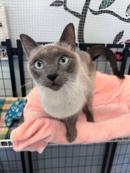 Bing Bong -  Siamese Cat for Adoption in Mcpherson, Kansas - Bing Bong | PetCurious