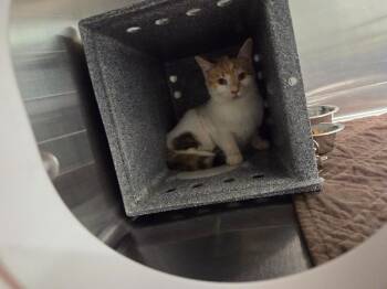 Tootsie -  Domestic Short Hair Cat for Adoption in Athens, Tennessee - Tootsie | PetCurious