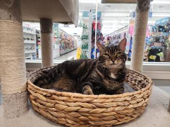 Domestic Short Hair and Tabby Cats Available for Adoption in Cottonwood Heights, Utah - Dots | PetCurious