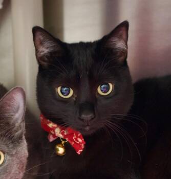Domestic Short Hair Cats Available for Adoption in Seattle, Washington - Rosalinda (and Pacho) | PetCurious