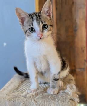Aarti -  Domestic Short Hair Cat for Adoption in Gorham, Maine - Aarti | PetCurious