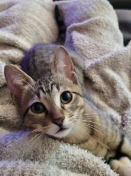 Maximus 3754 -  Domestic Short Hair Cat for Adoption in Dallas, Texas - Maximus 3754 | PetCurious