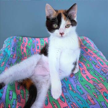 Eleanor -  Domestic Short Hair Cat for Adoption in Hannibal, Missouri - Eleanor | PetCurious
