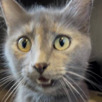 Meliza -  Domestic Medium Hair Cat for Adoption in Chicago, Illinois - Meliza | PetCurious