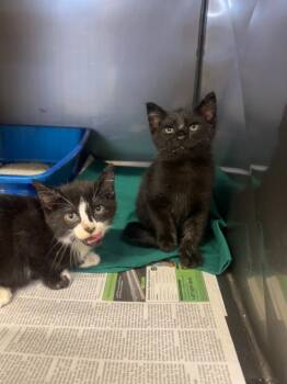 Bardeen -  Domestic Short Hair Cat for Adoption in Sorrento, Louisiana - Bardeen | PetCurious