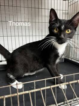 Thomas -  Tuxedo and Domestic Short Hair Cat for Adoption in Ringwood, New Jersey - Thomas | PetCurious