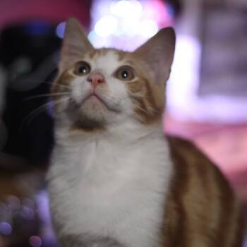 Rescue Domestic Short Hair Cats for Adoption in Springfield, Ohio - Pie | PetCurious