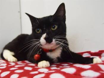 Domestic Short Hair Cats Available for Adoption - CLAWDIA | PetCurious