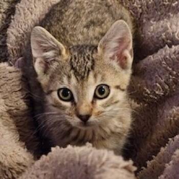 Rescue Domestic Short Hair Cats for Adoption in Allentown, Pennsylvania - Puffy | PetCurious