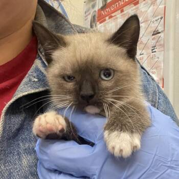 Jupiter -  Siamese Cat for Adoption in Birmingham, Alabama - Jupiter | PetCurious