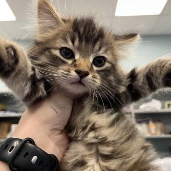 Domestic Medium Hair Cats Available for Adoption in Greensboro, North Carolina - Flax | PetCurious