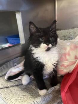 BELLA -  Domestic Short Hair Cat Available for Adoption in Brewster, Massachusetts - BELLA | PetCurious