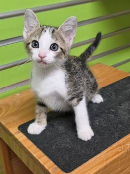 WONTON -  Domestic Short Hair Cat for Adoption in St. Peters, Missouri - WONTON | PetCurious