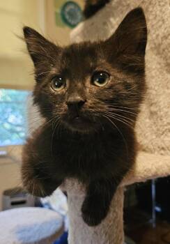 Johnny -  Domestic Medium Hair Cat for Adoption in Warner Robins, Georgia - Johnny | PetCurious