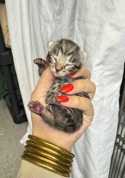 Fax Machine -  Domestic Short Hair Cat for Adoption in Statesboro, Georgia - Fax Machine | PetCurious