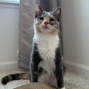 Rescue Domestic Short Hair Cats for Adoption in Plainfield, Illinois - Sage | PetCurious