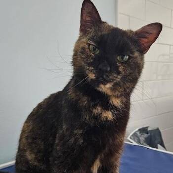 Sabrina -  Domestic Short Hair Cat for Adoption in Avon, New York - Sabrina | PetCurious