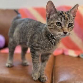Nashville Your Personal Lifeguard Kitty -  Tabby and Domestic Short Hair Cat for Adoption in Friendswood, Texas - Nashville Your Personal Lifeguard Kitty | PetCurious