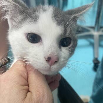 Domestic Short Hair Cats Available for Adoption - Larry | PetCurious