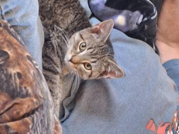 Domestic Short Hair Cats Available for Adoption in Adrian, Michigan - Mariposa | PetCurious