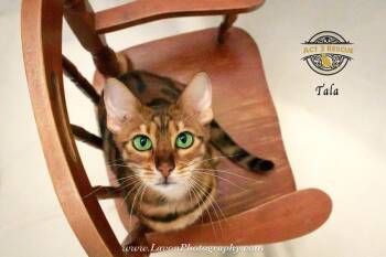 Bengal and Tiger Cats Available for Adoption in Riverside, California - Tala | PetCurious