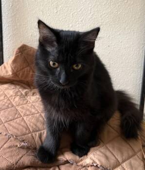 Tiki -  Domestic Medium Hair Cat for Adoption in San Jose, California - Tiki | PetCurious
