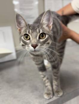 Bean -  Domestic Short Hair Cat for Adoption in Bemidji, Minnesota - Bean | PetCurious