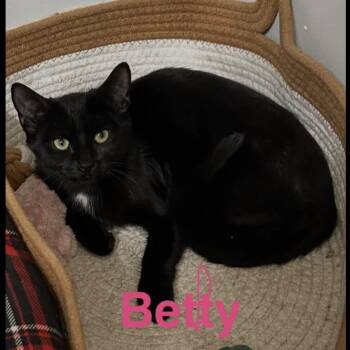 Betty - The "B" Kittens -  Domestic Short Hair Cat for Adoption in Yardley, Pennsylvania - Betty - The "B" Kittens | PetCurious