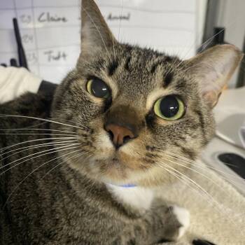 Cinnamon -  Domestic Short Hair Cat for Adoption in Lakeland, Florida - Cinnamon | PetCurious
