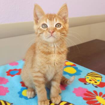 LeVar Purrton -  Tabby Cat for Adoption in Marshfield, Wisconsin - LeVar Purrton | PetCurious