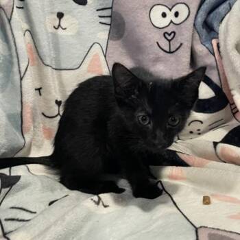 Rainor -  Domestic Short Hair Cat for Adoption in Bentonville, Arkansas - Rainor | PetCurious