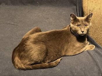 Selene -  Domestic Short Hair Cat for Adoption in St. Peters, Missouri - Selene | PetCurious