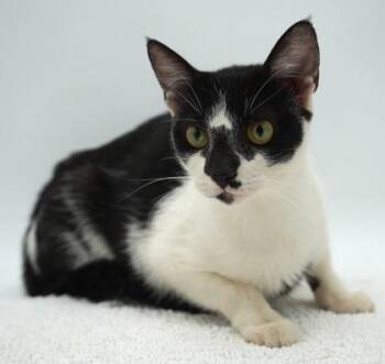 Janet -  Domestic Short Hair Cat for Adoption in Bowling Green, Kentucky - Janet | PetCurious