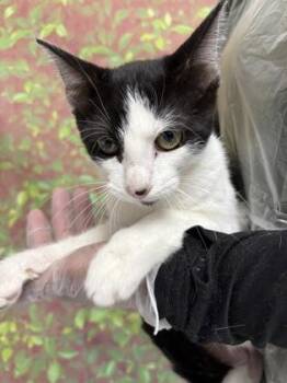 Bow Tie -  Domestic Short Hair Cat for Adoption in San Antonio, Texas - Bow Tie | PetCurious