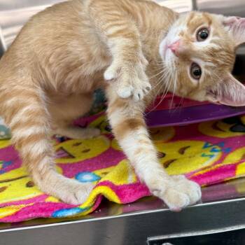 Purrfessor X -  Domestic Short Hair Cat for Adoption in Brentwood, Missouri - Purrfessor X | PetCurious