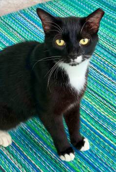 BABY -  Domestic Short Hair Cat for Adoption in Bolivia, North Carolina - BABY | PetCurious