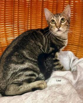 Lissi kitten -  Tabby Cat for Adoption in Jackson, Georgia - Lissi Kitten | PetCurious