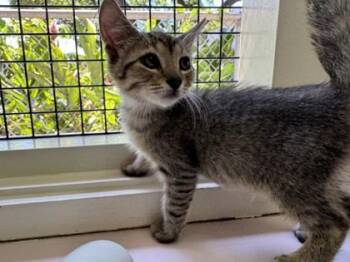 Jagger -  Domestic Short Hair Cat for Adoption in Honolulu, Hawaii - Jagger | PetCurious