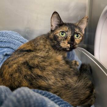 Calysta -  Domestic Short Hair Cat Available for Adoption in Pleasanton, California - Calysta | PetCurious