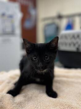 SIENNA -  Domestic Short Hair Cat for Adoption in Aliquippa, Pennsylvania - SIENNA | PetCurious