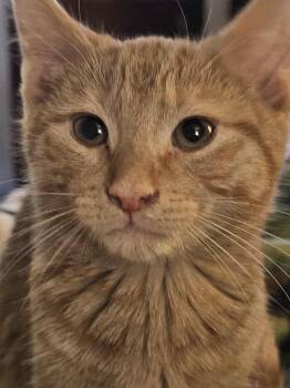 Domestic Short Hair Cats Available for Adoption - Tator Tot Shipman | PetCurious