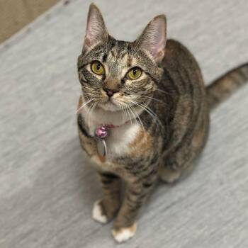 Domestic Short Hair Cats Available for Adoption - Ciabatta | PetCurious