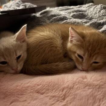Domestic Short Hair Cats Available for Adoption in Dallas, Texas - Pipsqueak | PetCurious