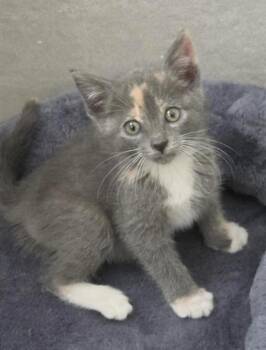 BIANCA -  Domestic Short Hair Cat for Adoption in Colorado Springs, Colorado - BIANCA | PetCurious