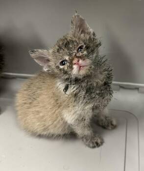 Domestic Short Hair Cats Available for Adoption in Lawrenceville, Georgia - Kc 10 | PetCurious