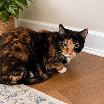 Domestic Short Hair Cats Available for Adoption in Sterling, Massachusetts - Skitzy 4 Years Female | PetCurious